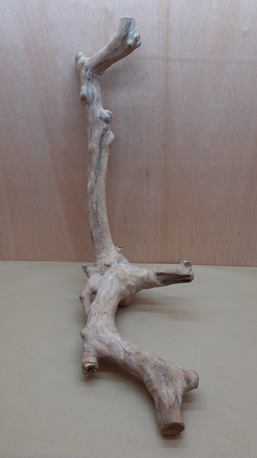 Java Wood - Double Stem - XL 13