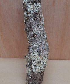 Small Cork Tube - Upto 40cm - 24