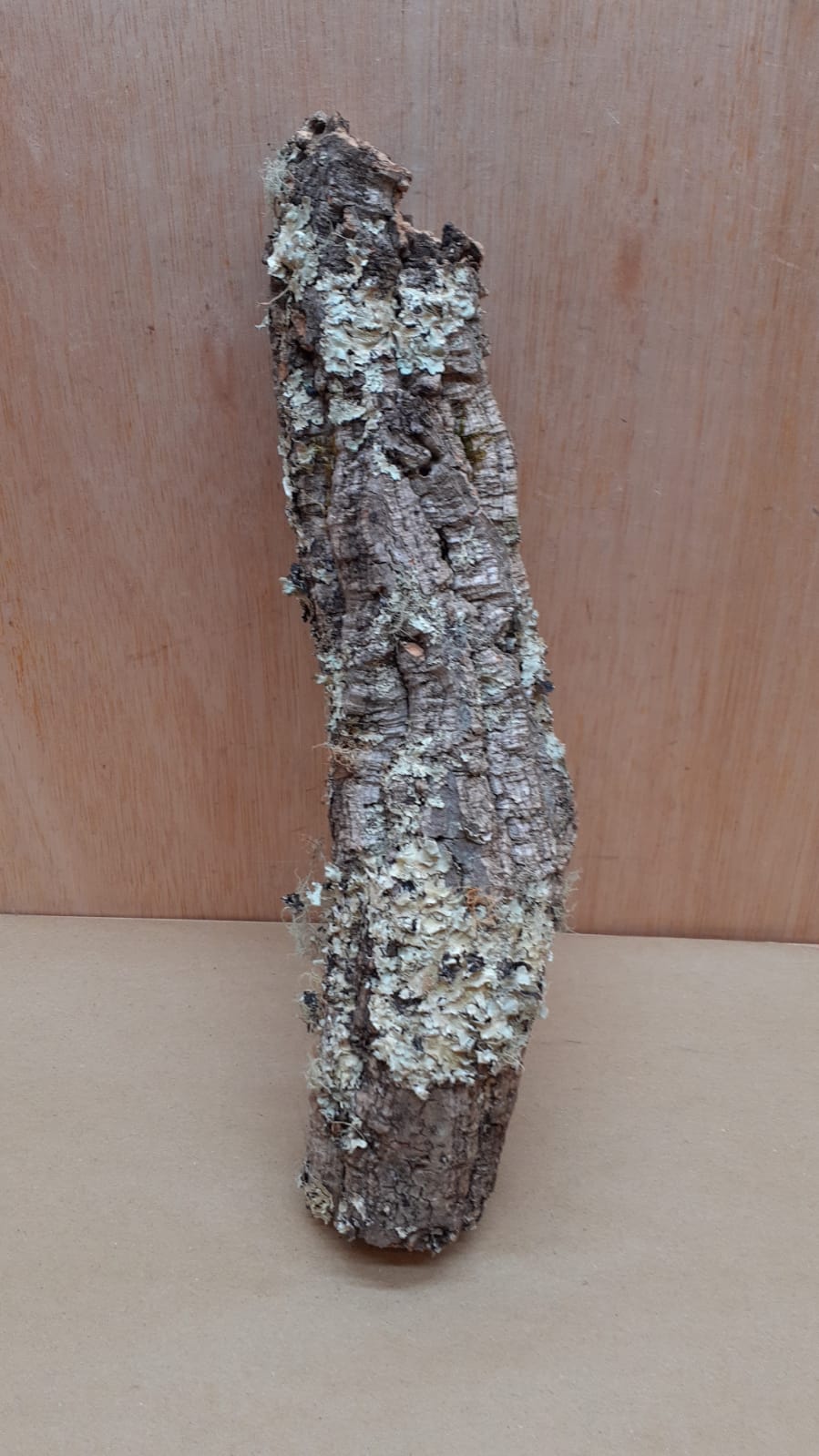 Small Cork Tube - Upto 40cm - 24