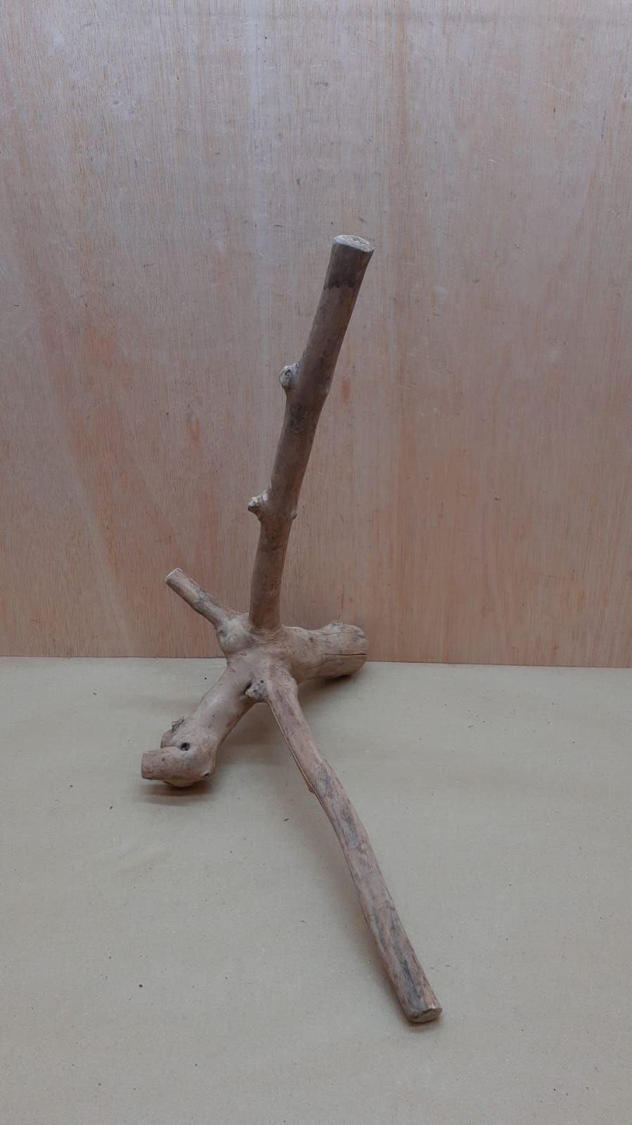 Java Wood - Double Stem - Large 18