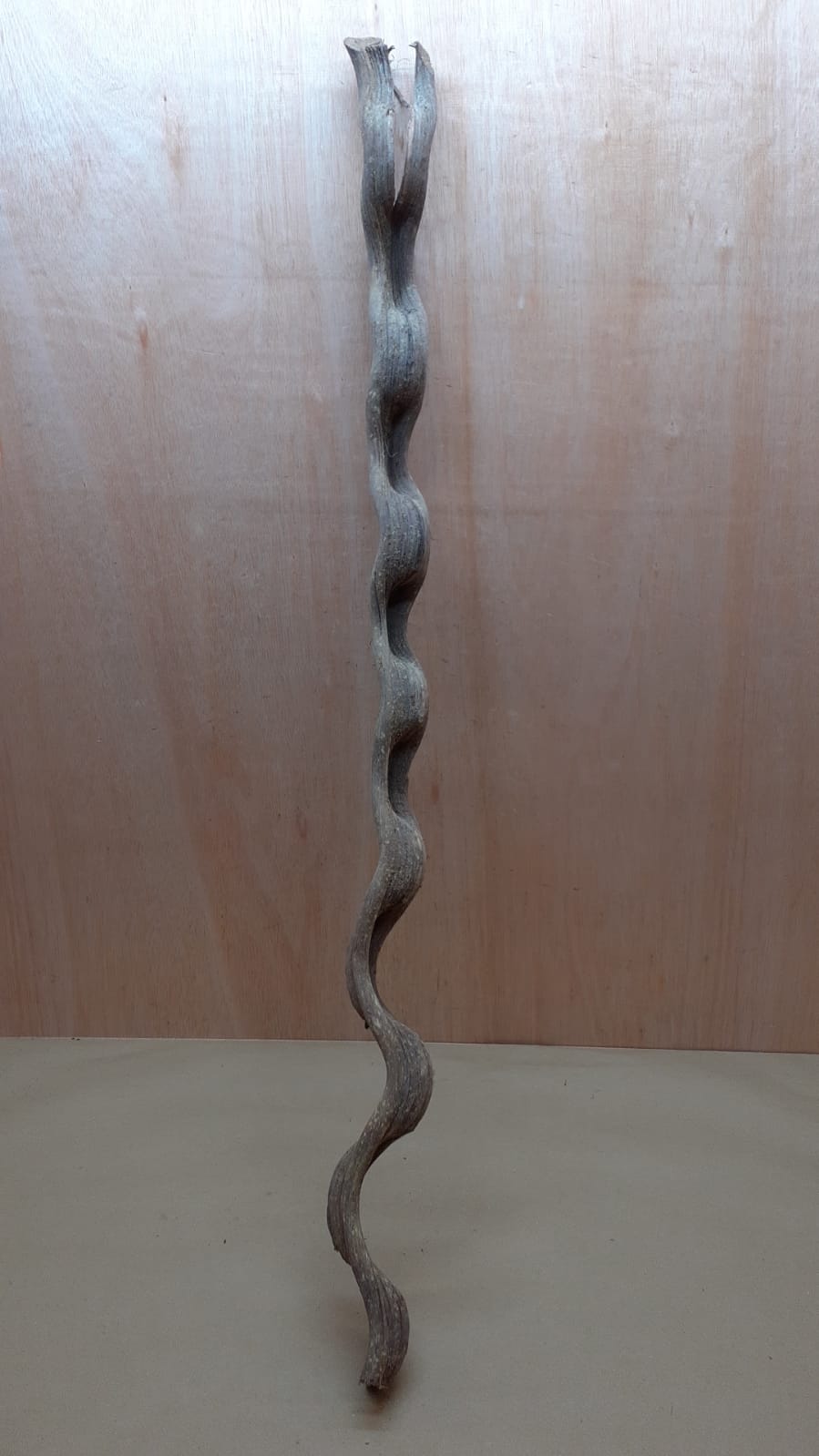 Monkey Ladder Liana - Long - 13