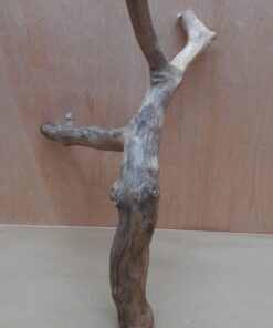 Java Wood - Double Stem - Large 13