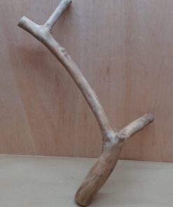 Java Wood - Double Stem - Large 17