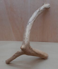 Java Wood - Double Stem - Large 19