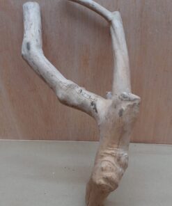 Java Wood - Double Stem - Medium 11