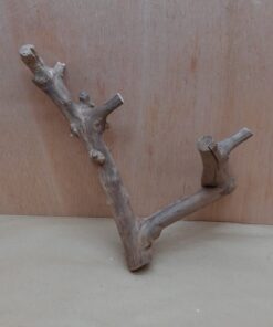 Java Wood - Double Stem - Medium 19