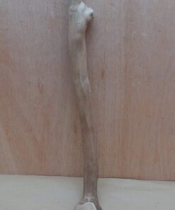 Java Wood - Single Stem - Large 14