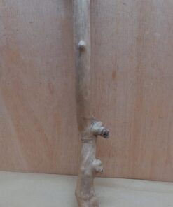 Java Wood - Single Stem - Large 19