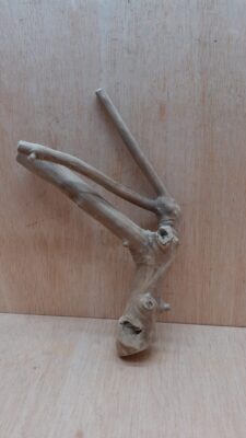 Java Wood - Double Stem - Small 12