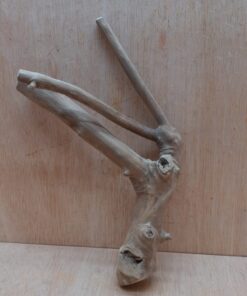 Java Wood - Double Stem - Small 12