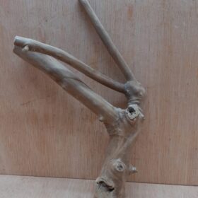 Java Wood - Double Stem - Small 12