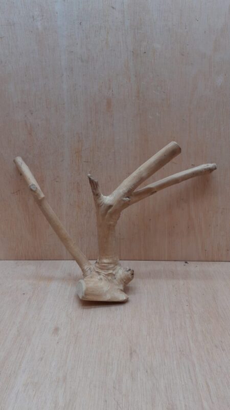 Java Wood - Double Stem - Small 14