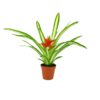 Guzmania White Line