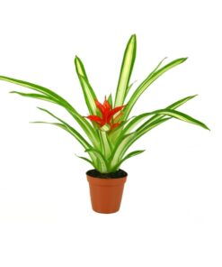 Guzmania White Line