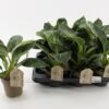 Philodendron White Measure