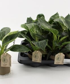 Philodendron White Measure