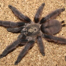 Tapinauchenius sp. 'Rasti'