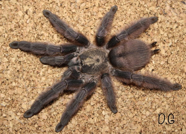Tapinauchenius sp. 'Rasti'