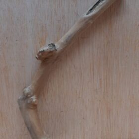 Java Wood - Single Stem - Small 11