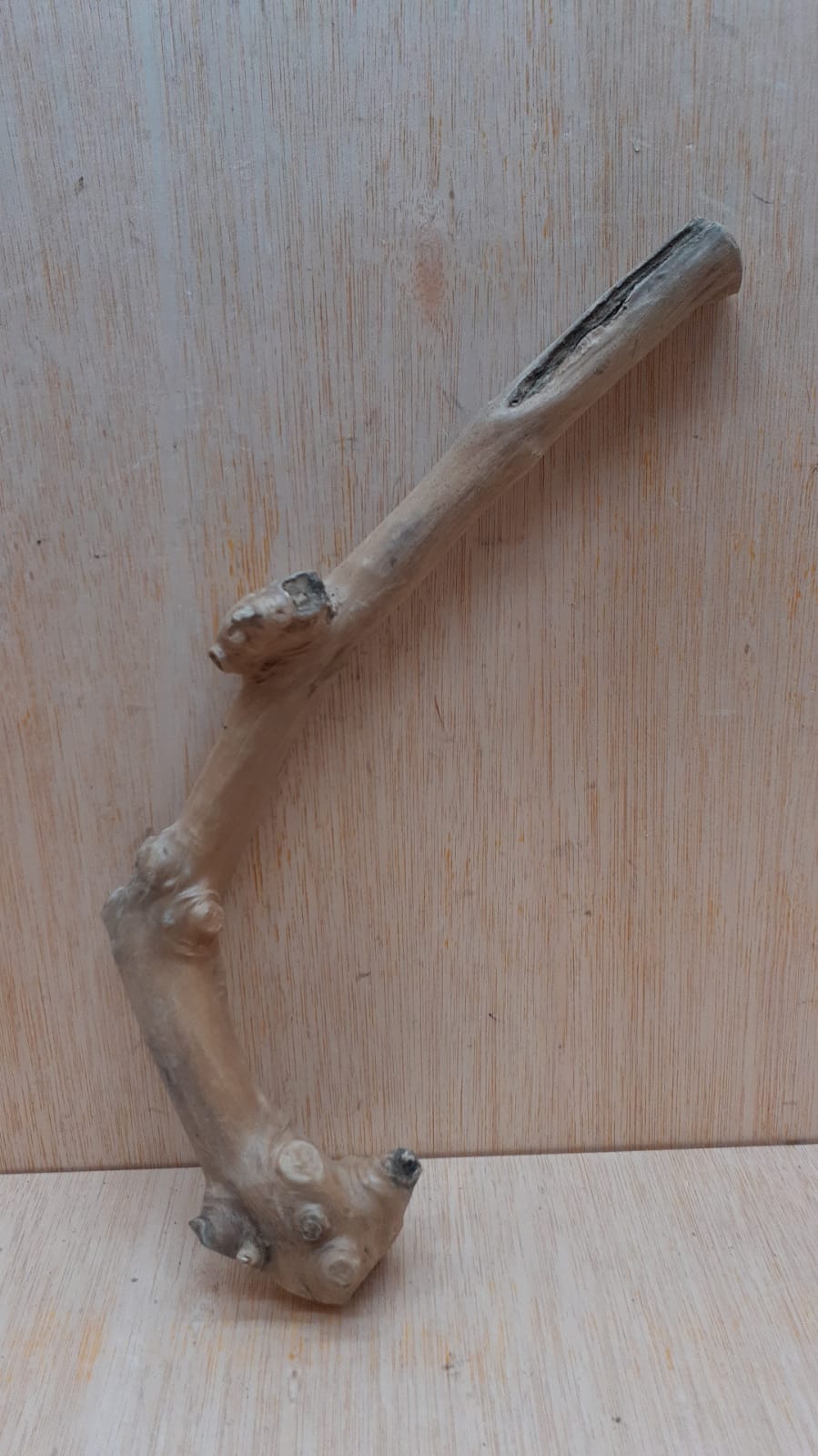 Java Wood - Single Stem - Small 11