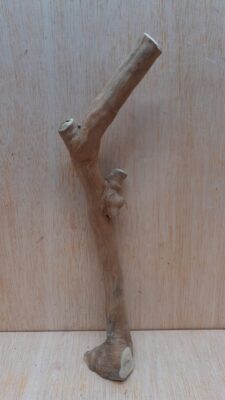 Java Wood - Single Stem - Small 12