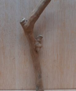 Java Wood - Single Stem - Small 12