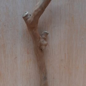 Java Wood - Single Stem - Small 12