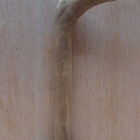 Java Wood - Single Stem - Small 13