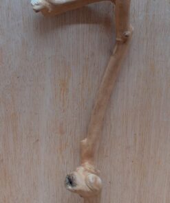 Java Wood - Single Stem - Small 15