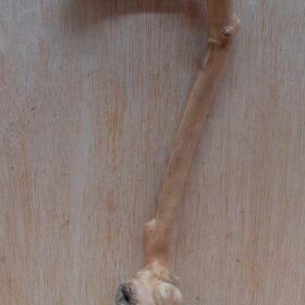 Java Wood - Single Stem - Small 15