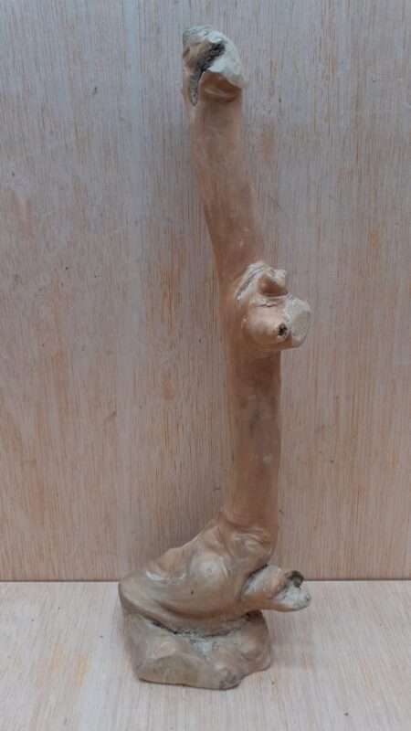 Java Wood - Single Stem - Small 16