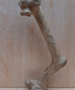 Java Wood - Single Stem - Small 17