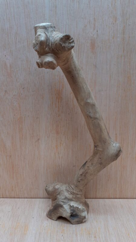 Java Wood - Single Stem - Small 17