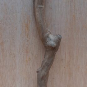 Java Wood - Single Stem - Small 18