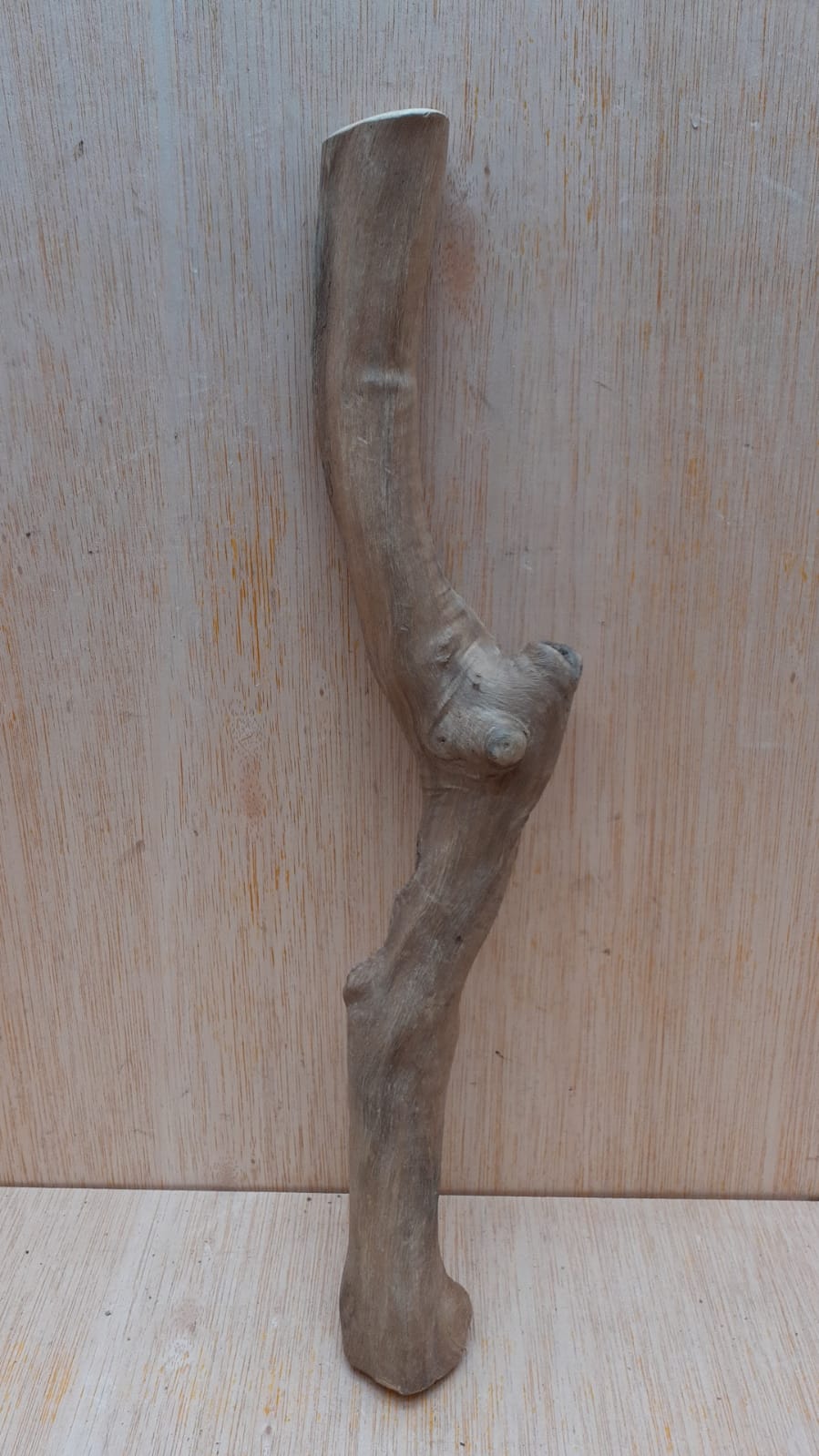 Java Wood - Single Stem - Small 18