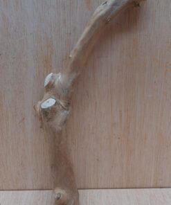 Java Wood - Single Stem - Small 19