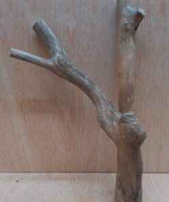 Java Wood - Double Stem - Small 13