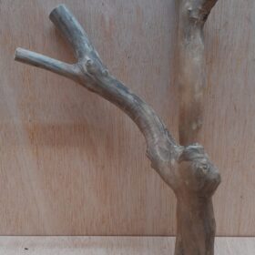 Java Wood - Double Stem - Small 13