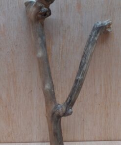 Java Wood - Double Stem - Small 16