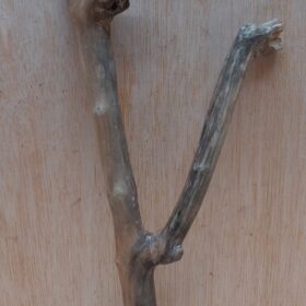 Java Wood - Double Stem - Small 16