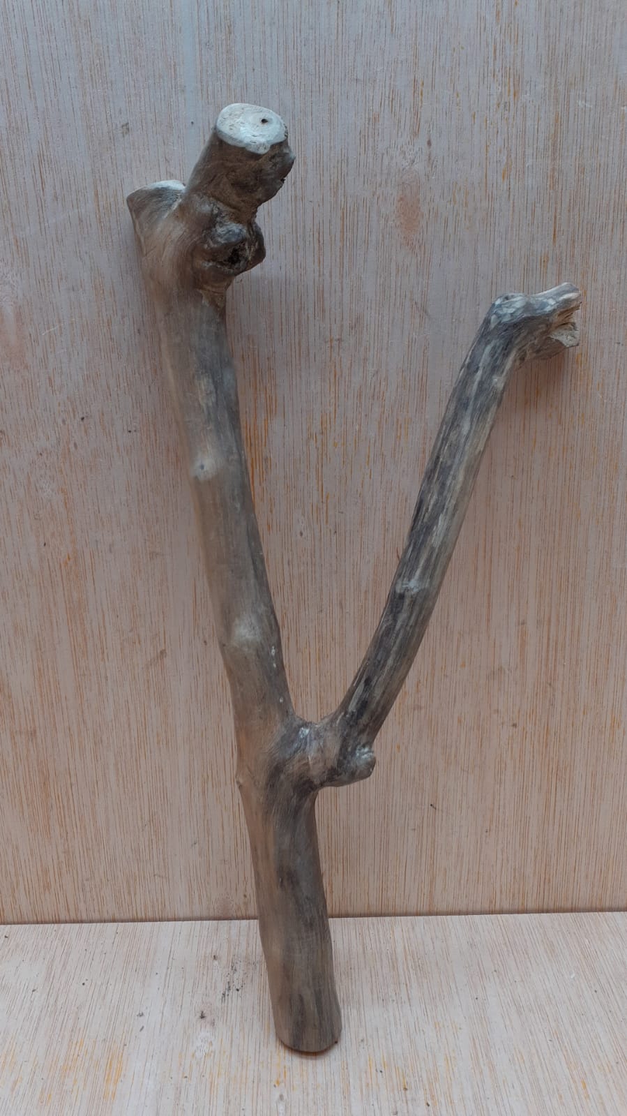 Java Wood - Double Stem - Small 16