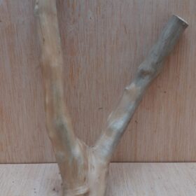 Java Wood - Double Stem - Small 20