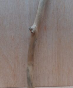 Java Wood - Single Stem - Medium 12