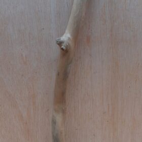 Java Wood - Single Stem - Medium 12