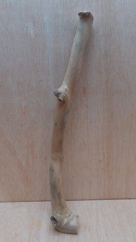 Java Wood - Single Stem - Medium 12