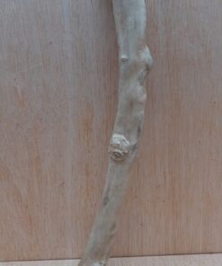 Java Wood - Single Stem - Medium 13