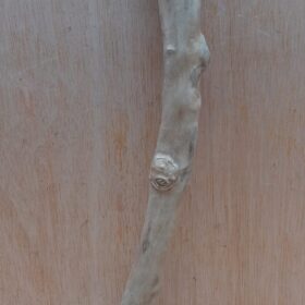 Java Wood - Single Stem - Medium 13