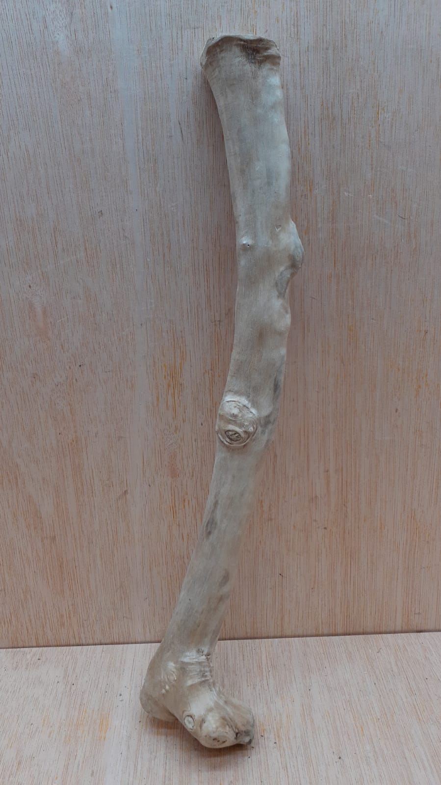 Java Wood - Single Stem - Medium 13