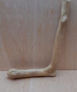 Java Wood - Single Stem - Medium 14