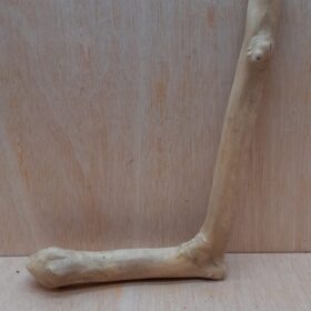 Java Wood - Single Stem - Medium 14